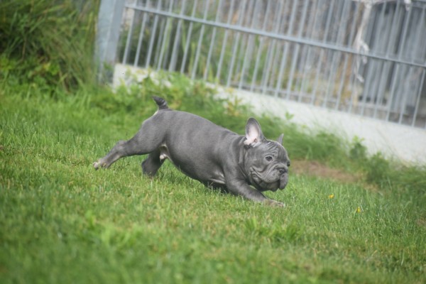 Bouldogue Francais (reu) 39054