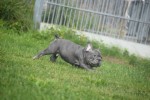 Bouldogue Francais (reu) 39054