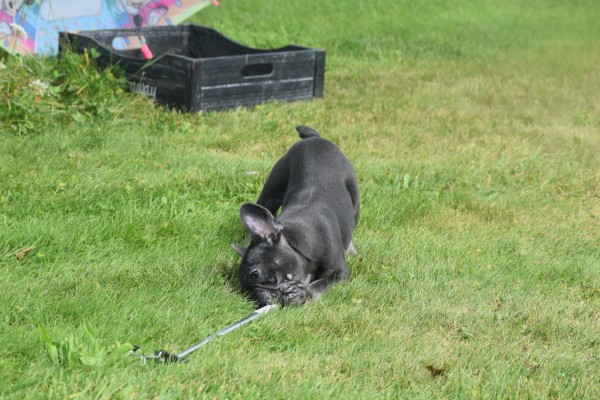 Bouldogue Francais (teef) 38958