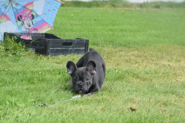 Bouldogue Francais (teef) 38958