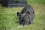 Bouldogue Francais (teef) 38958