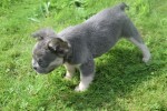 Bouldogue Francais (reu) 72736