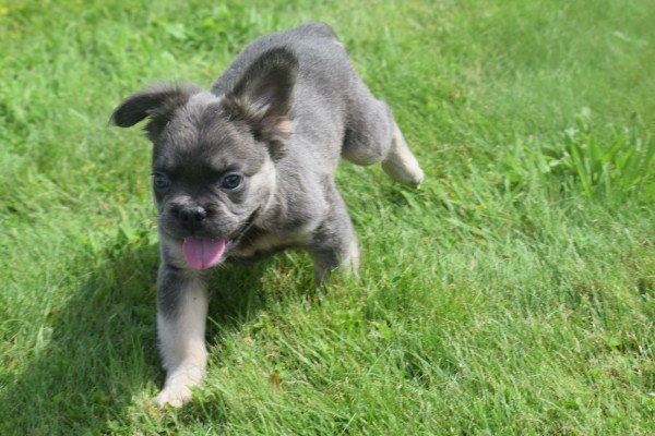 Bouldogue Francais (reu) 72736