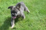 Bouldogue Francais (reu) 72736