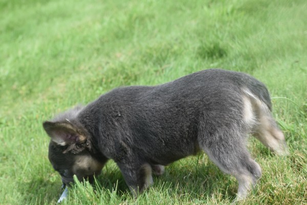 Bouldogue Francais (reu) 72736