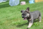 Bouldogue Francais (reu) 72736