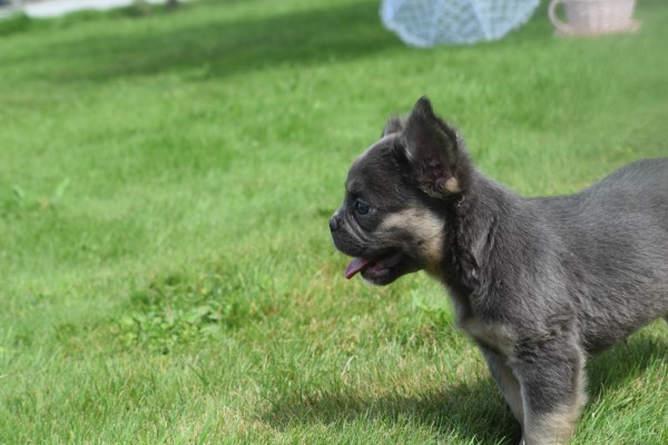 Bouldogue Francais (reu) 72736