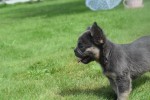 Bouldogue Francais (reu) 72736