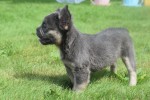 Bouldogue Francais (reu) 72736