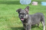 Bouldogue Francais (reu) 72736