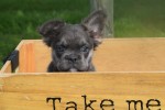 Bouldogue Francais (reu) 72736