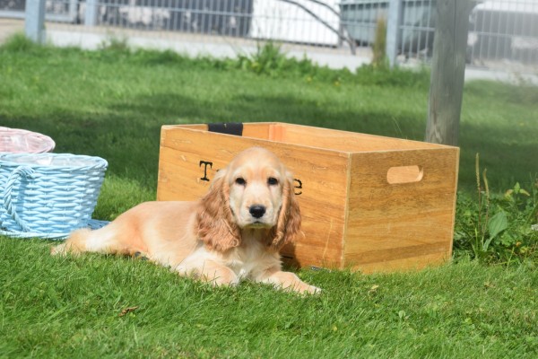 Engelse cocker spaniel (reu) 77690