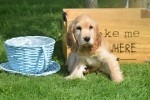 Engelse cocker spaniel (reu) 77690