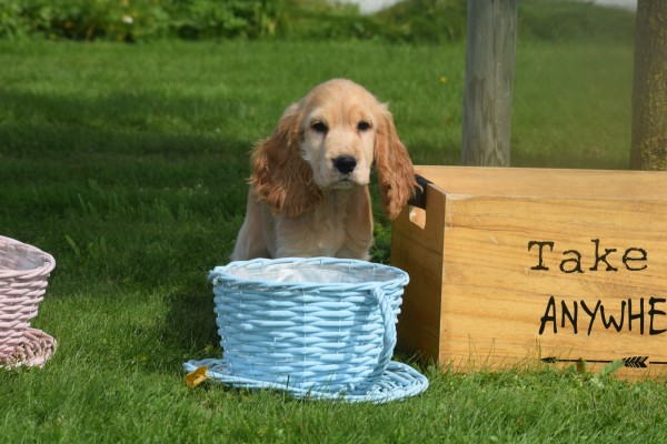 Engelse cocker spaniel (reu) 77690