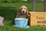 Engelse cocker spaniel (reu) 77690