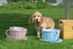 Engelse cocker spaniel (reu) 77690