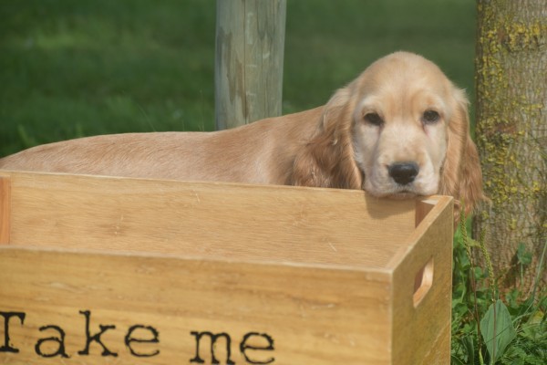Engelse cocker spaniel (reu) 77690