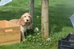 Engelse cocker spaniel (reu) 77690