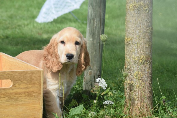 Engelse cocker spaniel (reu) 77690
