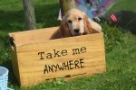 Engelse cocker spaniel (reu) 77690