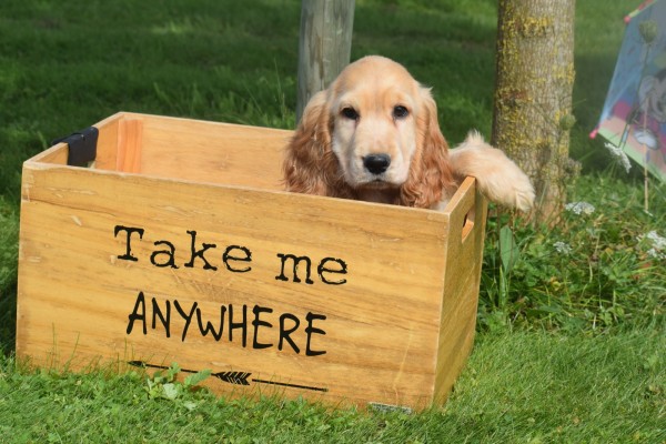 Engelse cocker spaniel (reu) 77690