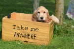 Engelse cocker spaniel (reu) 77690
