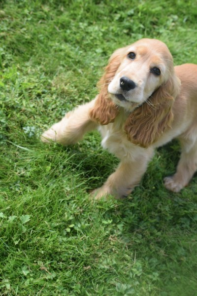 Engelse cocker spaniel (reu) 77685