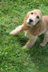 Engelse cocker spaniel (reu) 77685