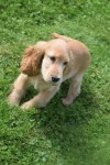Engelse cocker spaniel (reu) 77685