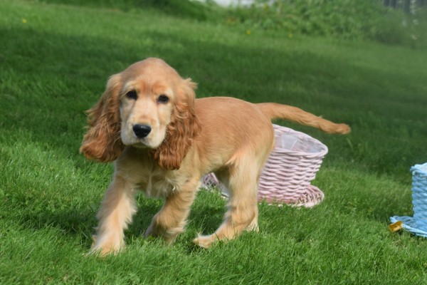 Engelse cocker spaniel (reu) 77685