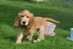 Engelse cocker spaniel (reu) 77685