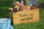 Engelse cocker spaniel (reu) 77685