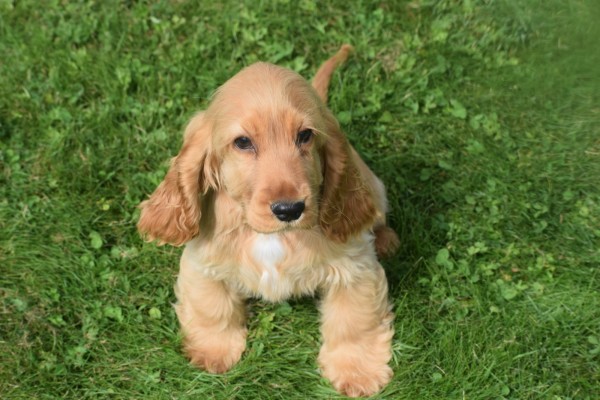 Engelse cocker spaniel (teef) 77626