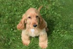 Engelse cocker spaniel (teef) 77626