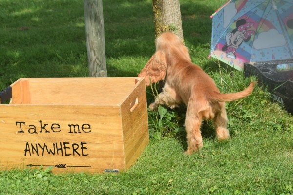 Engelse cocker spaniel (teef) 77626