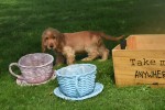 Engelse cocker spaniel (teef) 77626