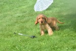 Engelse cocker spaniel (teef) 77626