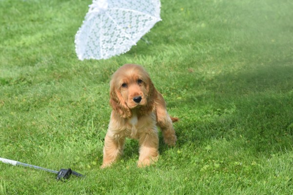 Engelse cocker spaniel (teef) 77626