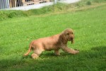 Engelse cocker spaniel (teef) 77626