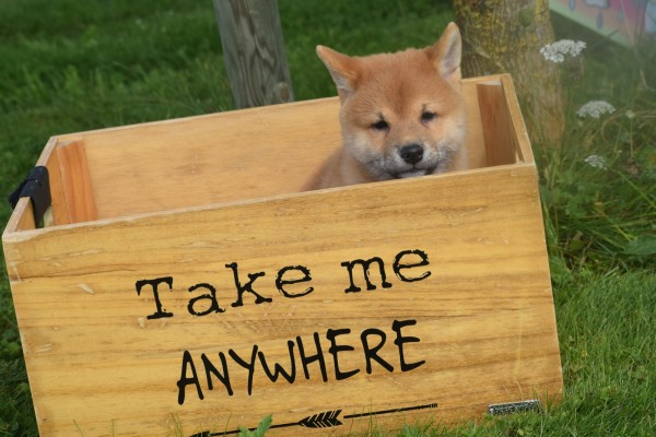 Shiba Inu (reu) 96695