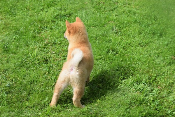 Shiba Inu (reu) 96695
