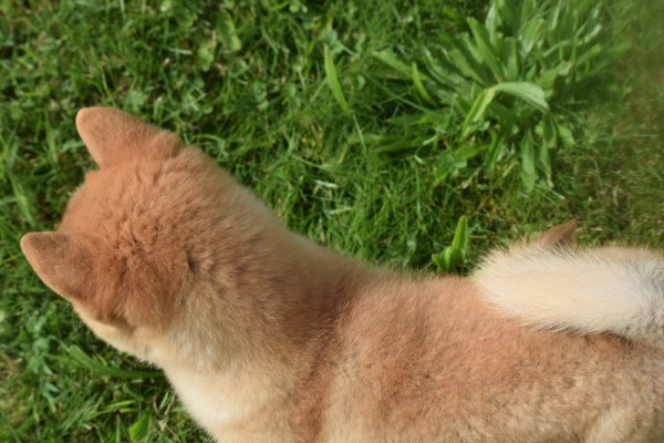 Shiba Inu (reu) 96695