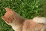 Shiba Inu (reu) 96695