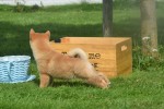 Shiba Inu (reu) 96695