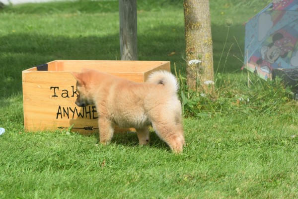 Shiba Inu (reu) 96695