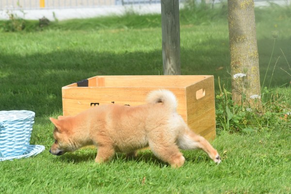 Shiba Inu (reu) 96695