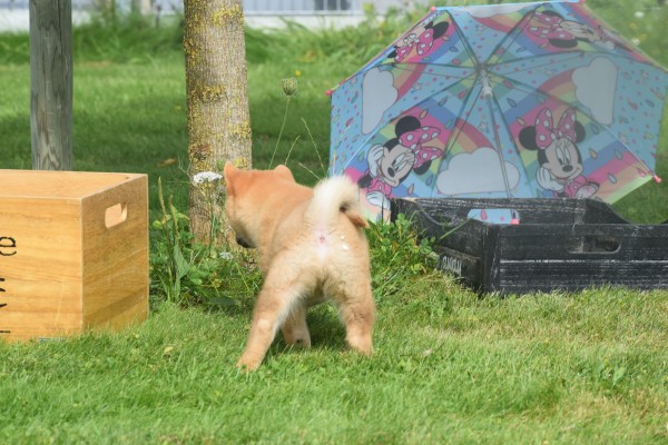 Shiba Inu (reu) 96695