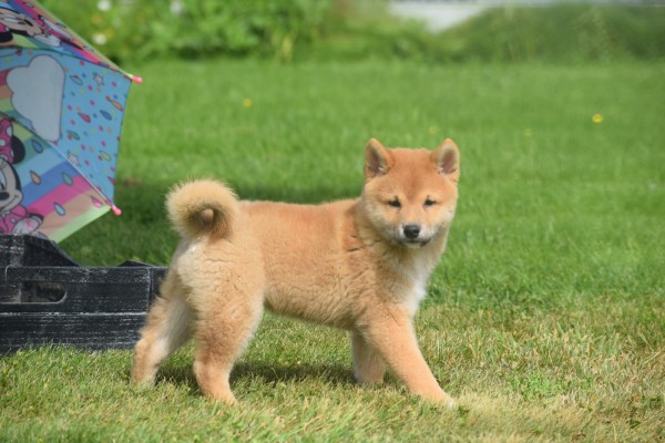 Shiba Inu (reu) 96695