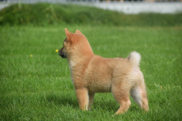 Shiba Inu (reu) 96695
