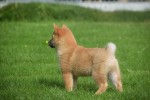 Shiba Inu (reu) 96695